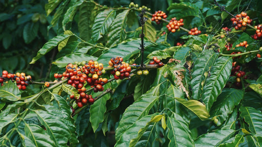 Koffein: Több mint csak energia