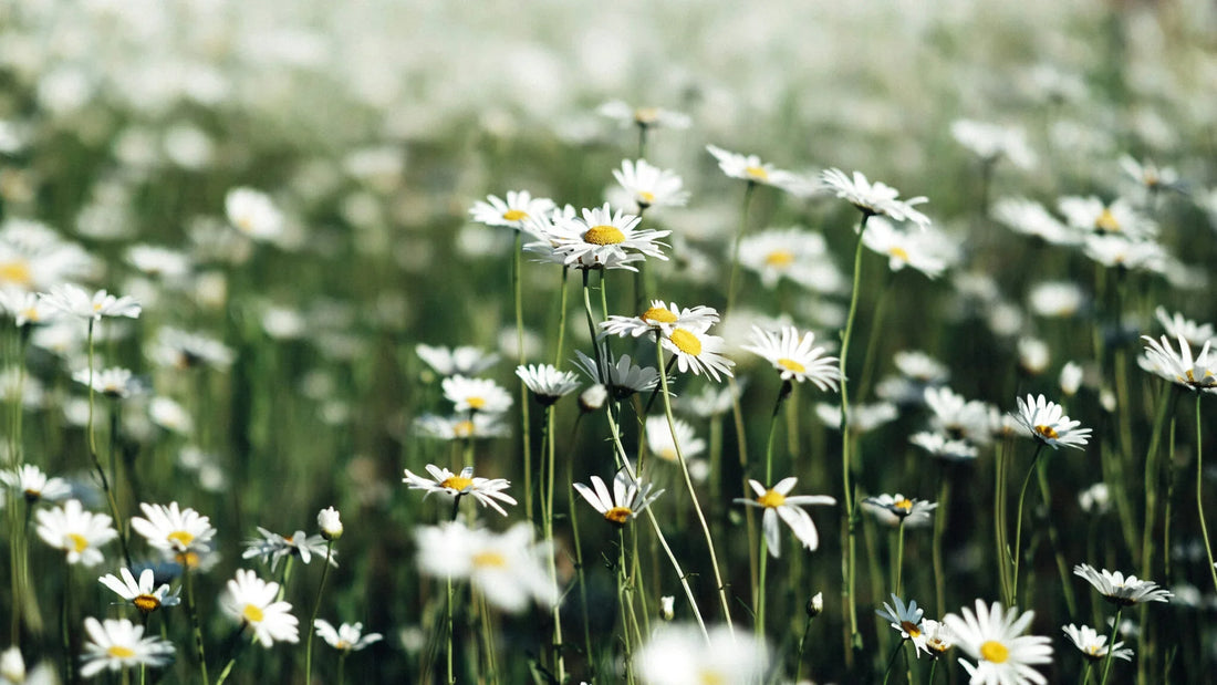 A százszorszép varázsa