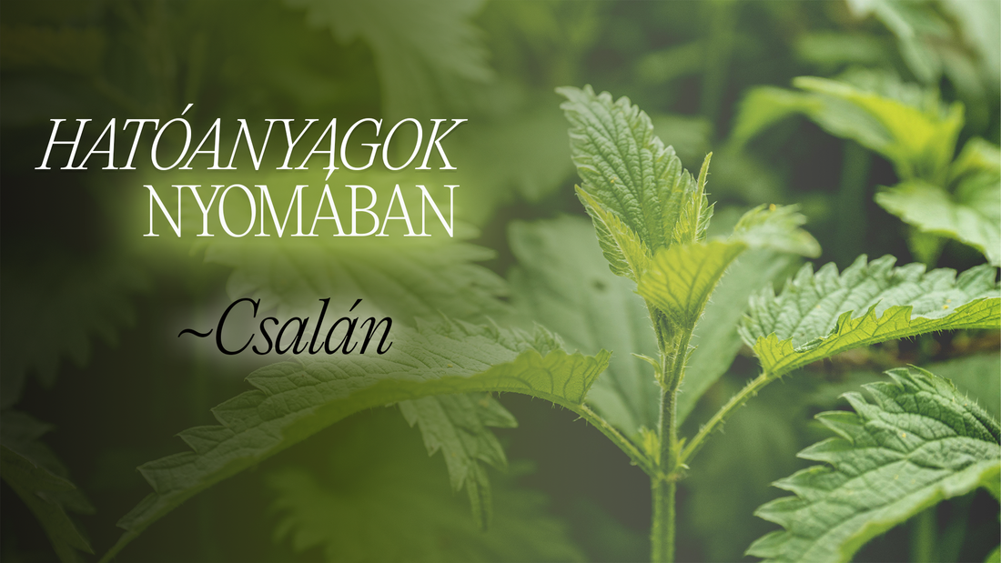 Csíp, mégis gyógyít? Fedezd fel a csalán valódi erejét!