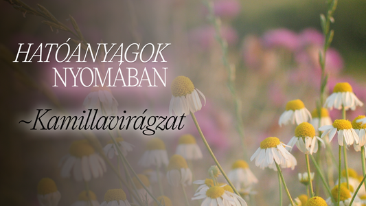 Kamillavirágzat