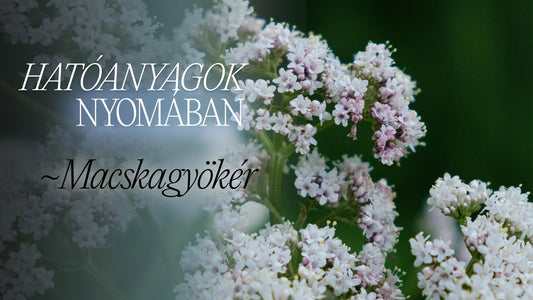 Hatóanyagok nyomában: Macskagyökér blogposzt borítókép