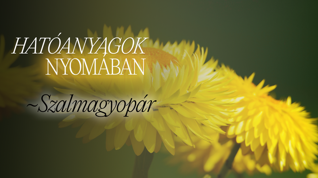 Szépség egy aranysárga virágban? Ismerd meg a szalmagyopár titkát!