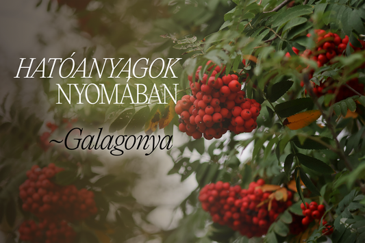 Hatóanyagok nyomában: Galagonya borítókép