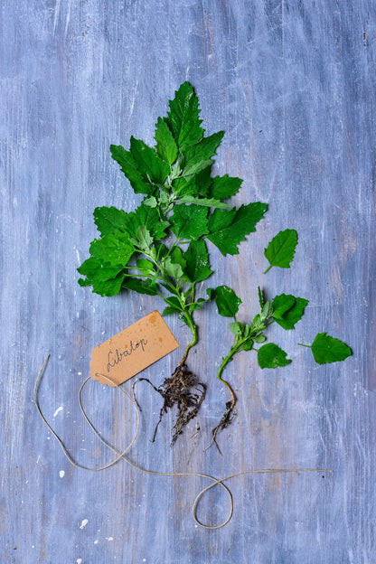 Greens  – A természet kincsestára