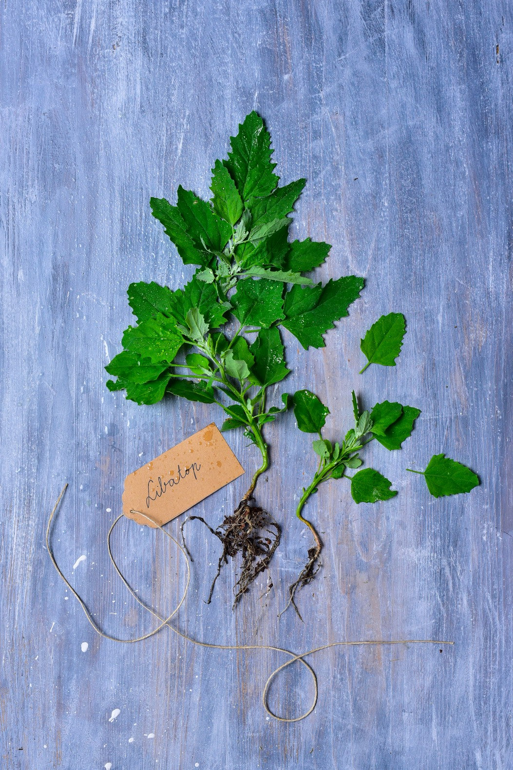 Greens  – A természet kincsestára