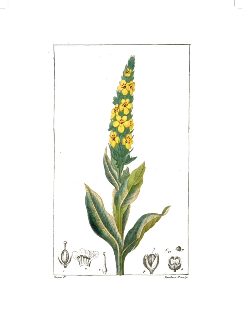 Greens  - Inspirációs Napló - LIMITÁLT