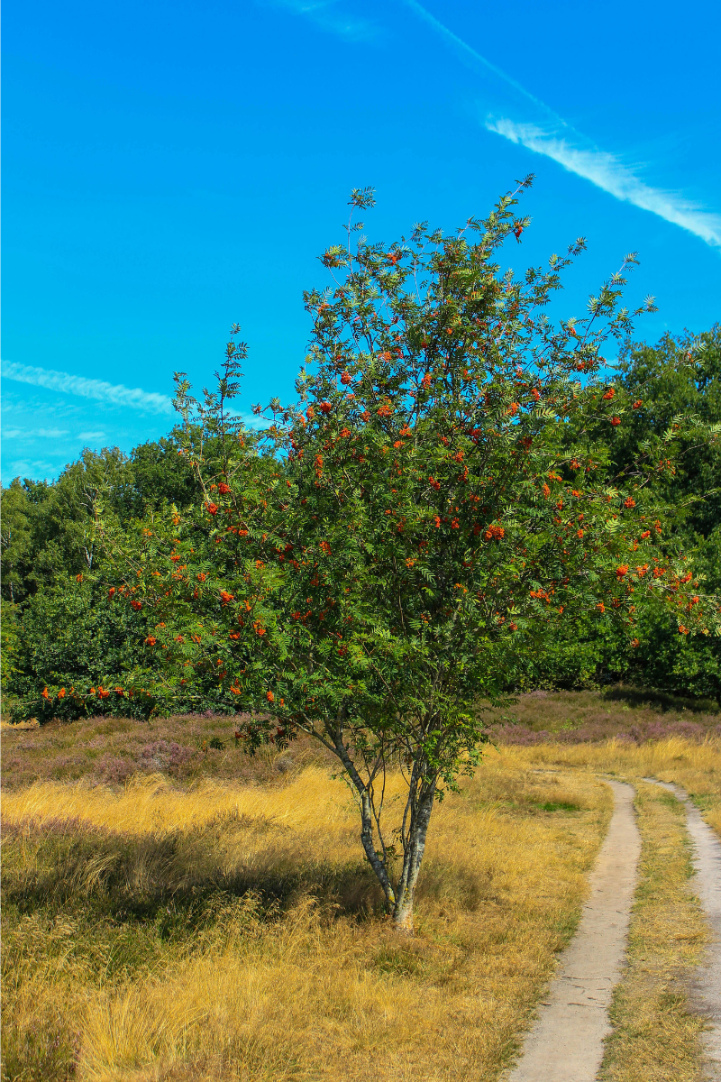 Galagonya fa az út mentén