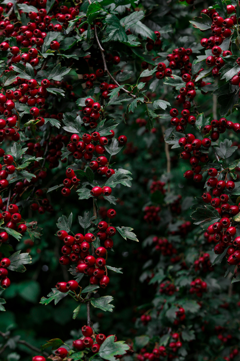 Érett galagonya bogyók őszi fényben
