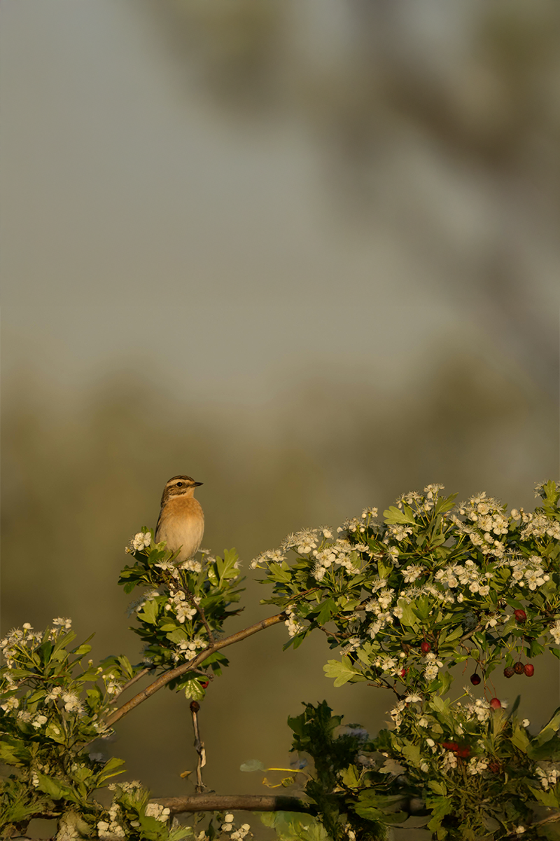 Madár ül a galagonya fan